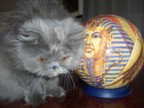 Eu sunt o pisicuta persana si ma cheama Kitty
