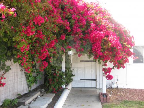 Tufe de flori care imbratiseaza intrarea unei mici case (Encinitas, SUA).