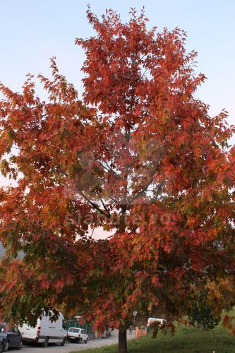 Cu toate ca prin Italia mai greu gasesti frunze vestejite si culori aramii, am dat peste acest copac din intamplare. Mi s-a parut fenomenal, atatea ...